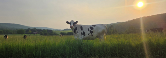dairy pasture