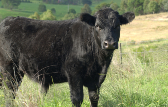 Beef cow standing in pasture