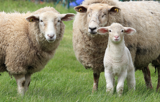 sheep