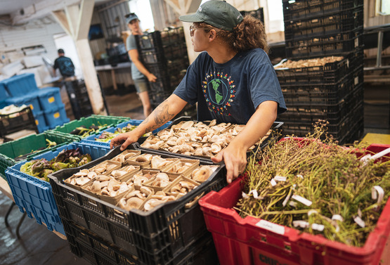 CAA multi-farm CSA in action