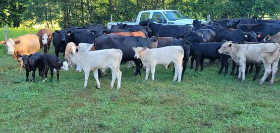 Orinoco Cattle