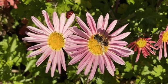 Bee on a flower