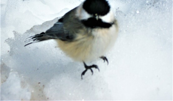 Chickadee in winter