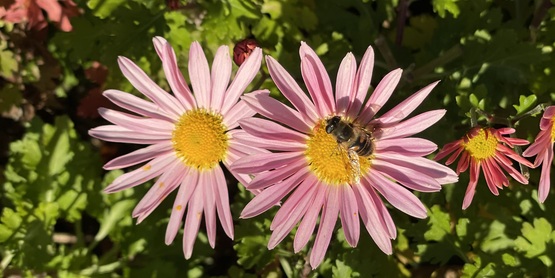 Bee on a flower