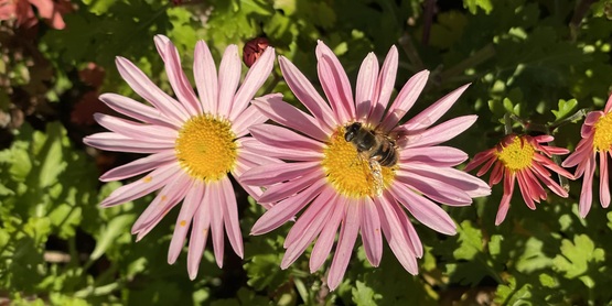 Bee on a flower