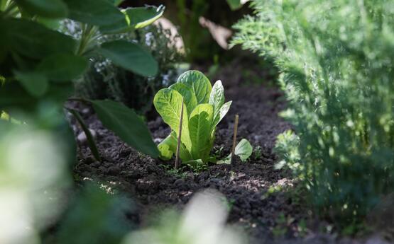 Lettuce growing in the garden