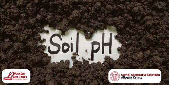 ph soil 