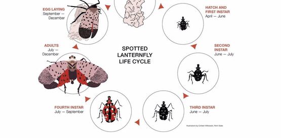 SLF Lifecycle
