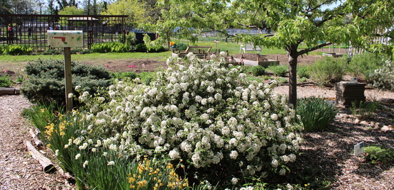 EMF garden