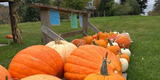 Burn Ayr Farm Pumpkins 