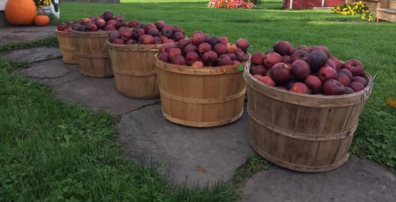 Byebrook Farm apples 