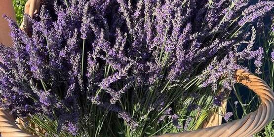Lavender @ Lavender Fields at Maxwell Farm