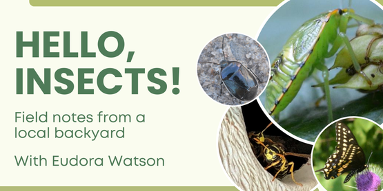 The title of the class, Hello, Insects with a few examples of insects in circles.