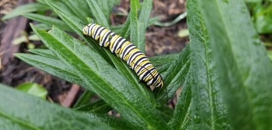 Monarch Caterpillar on Butterfly Weed