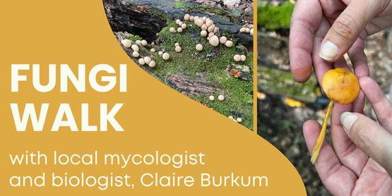 Hands holding an orange mushroom