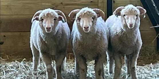 Sajobe farm dorset sheep 