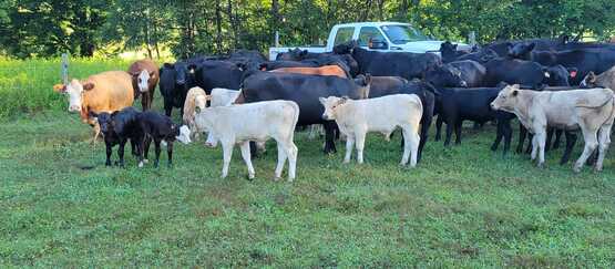 Orinoco Cattle