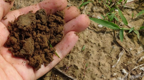 composting