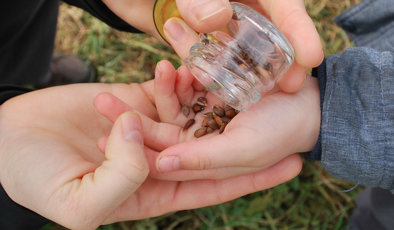 Seed Saving Pic