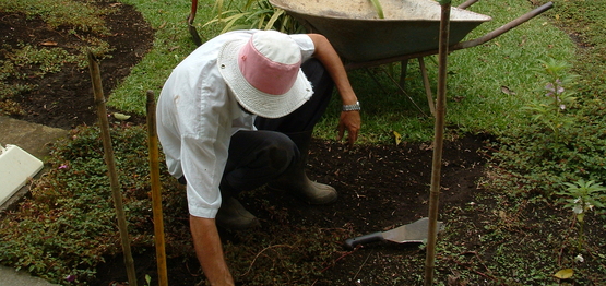 Man Gardening