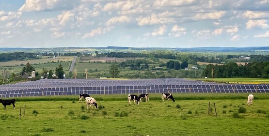 Cornell University's Dryden solar farm sits next to fields hosting cows and is partially grazed by sheep.