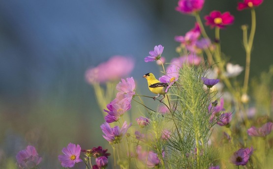 birds on flower