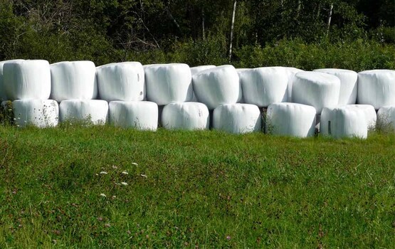 Round bales covered in agricultural plastic; Cornell Recycling Ag Plastics Project (RAPP)