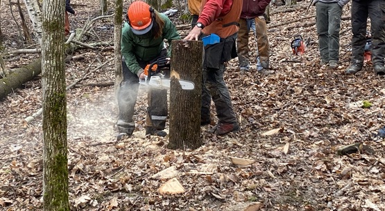 A woman using a chainsaw on a tree under a instructors supervision.