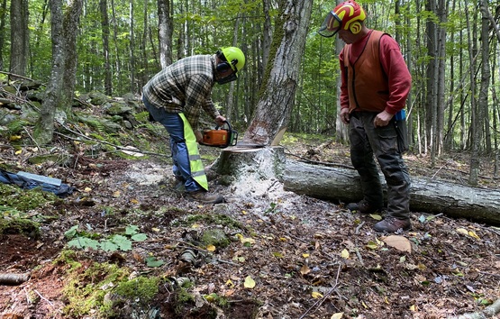 a man cuts down a tree under a instructors supervision