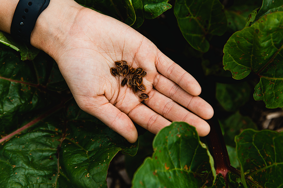 Seed Saving
