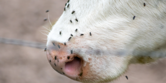 flies
