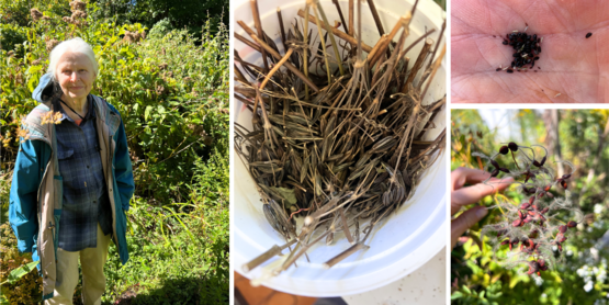 A woman in her garden and some close-ups of seeds and seed heads