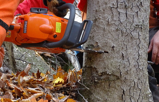 Game of Logging Chainsaw cutting the tree.
