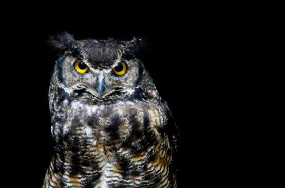 Great Horned Owl