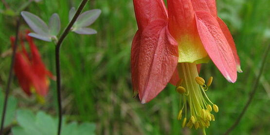 Wild Columbine