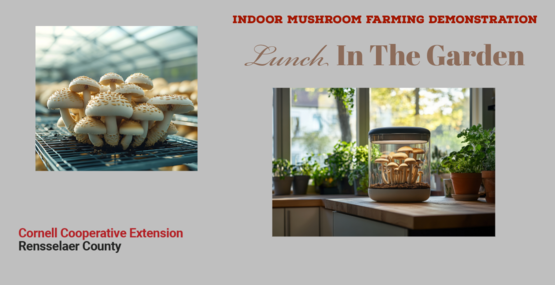 mushrooms lunch in the garden