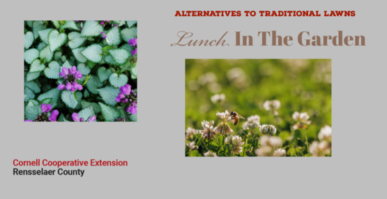 LITG Alternatives to Traditional Lawns