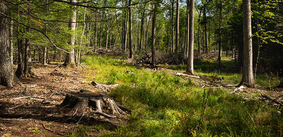 Forest Image