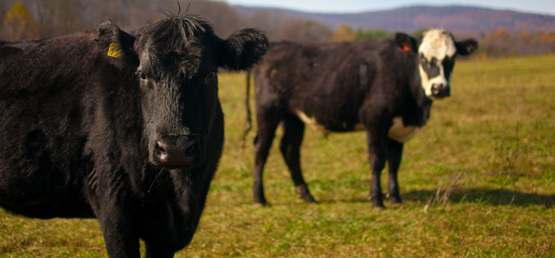 Beef cattle at Polyface Farm, Va.