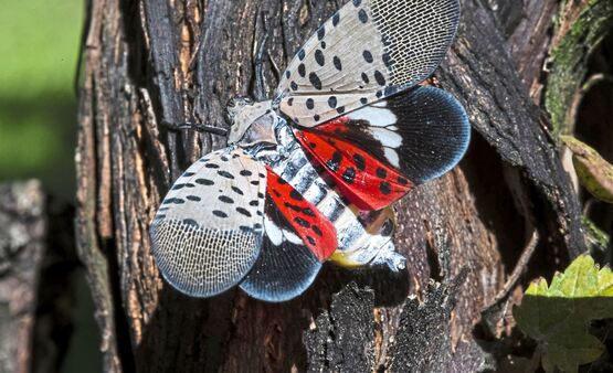 Spotted Lantern Fly 