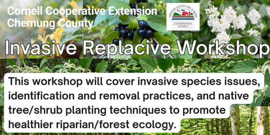 It's Fall!  Which means it is a great time of year to plant trees and manage invasive pests.  Chemung County Cornell Cooperative Extension staff are accepting registrations for our Invasive Replacive Workshop on both October 16th and 23rd from 4:30 to 6:30PM.  This is a great opportunity for anyone participating in a Trees for Tributaries program or purchasing trees through the Chemung County Soil and Water Conservation District Arbor Green Tree Program. Join us for one or both of these hands-on workshops and learn how to improve your tree planting success!

Register here: https://forms.office.com/r/ZPi7Gtdf51
