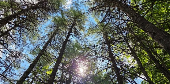 trees