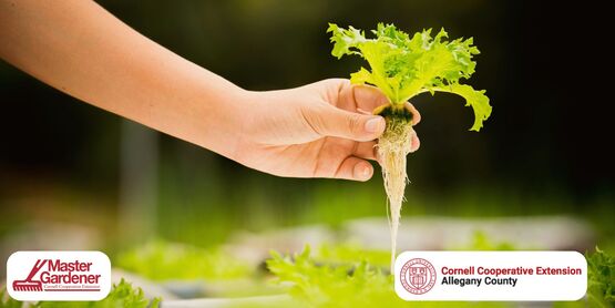 hydroponics
