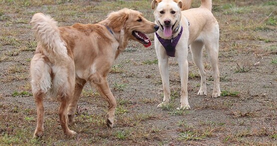 Does your child love their dog? They can join the 4-H dog program to train their dog and compete in dog shows. Go to chautauqua.cce.cornell.edu/4-h-youth to learn more.