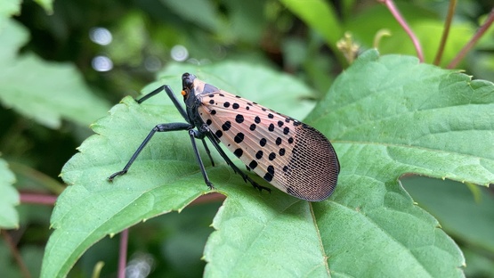 Spotted Lanternfly infestations are present in New York State