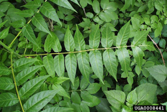 Tree of Heaven foliage