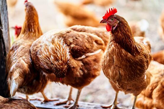 Chickens.