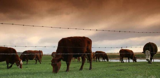 beef cattle grazing behind a fence