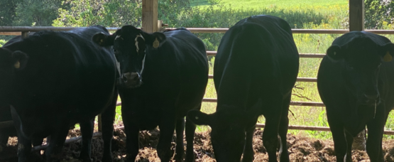 D & D Farms beef herd 
