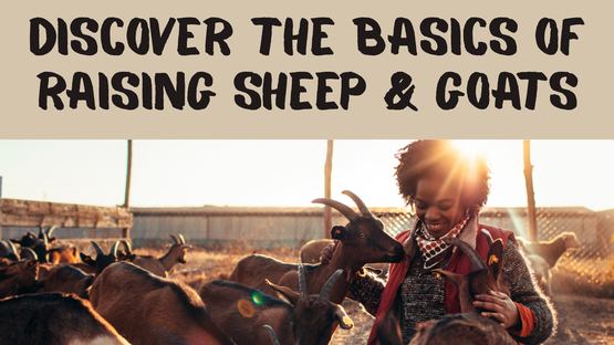 BANNER Intro into Sheep & Goats 
